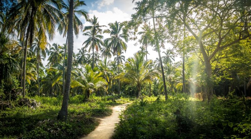 Un lugar verde con un camino lleno de palmeras