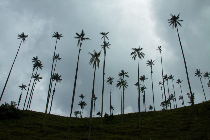 Foto de muchas palmeras juntas