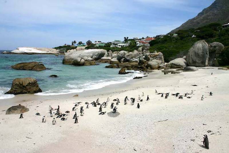Playa con pinguinos